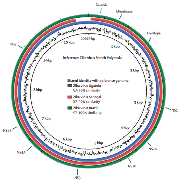 Figure 1. BLAST Atlas Comparison of Zika Virus Genomes. The green circle represents the complete Brazilian Zika virus isolated from patient 1. The red circle represents the Senegal strain of Zika virus. The blue circle represents the Uganda strain. (Calvet et al. Detection and sequencing of Zika virus from amniotic fluid of fetuses with microcephaly in Brazil: a case study. 2016)